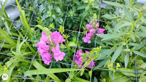 First Lady Mix Snapdragons pink