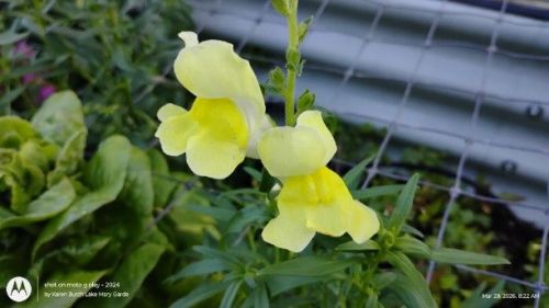 First Lady Mix Snapdragons yellow