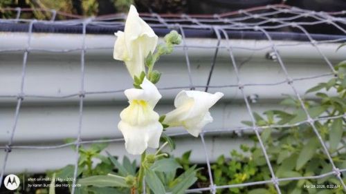 First Lady Mix Snapdragons white