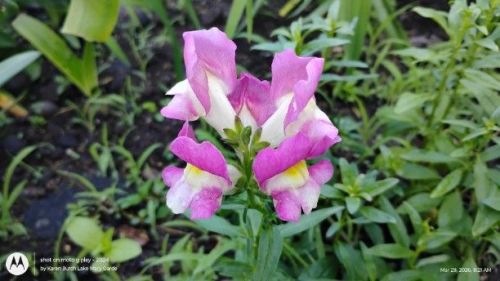 First Lady Mix Snapdragons