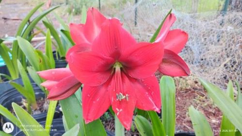 Amaryllis Seedling