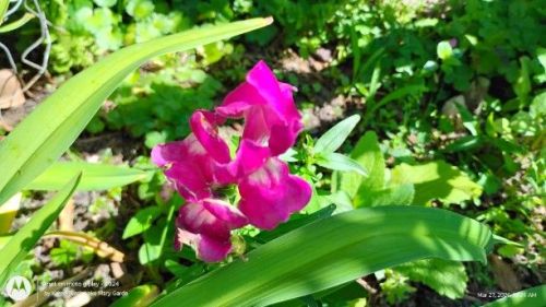 First Lady Mix Snapdragons magenta