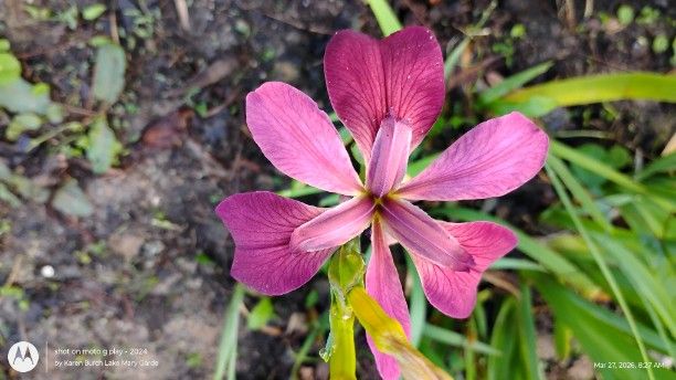 Pink Louisiana Iris seedlings Blooming Pinkish Purple