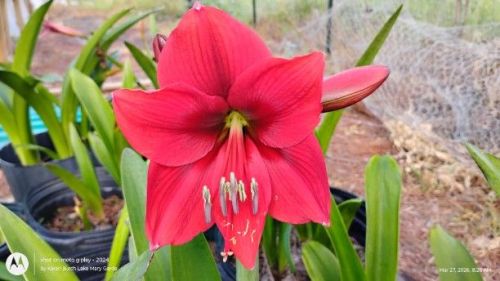 Amaryllis Seedling