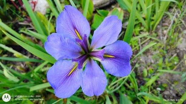 Blue Louisiana Iris