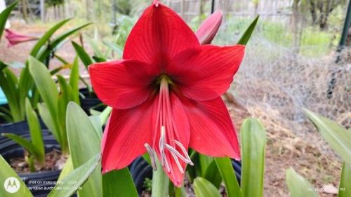 Amaryllis Seedling