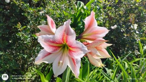 Amaryllis Glee