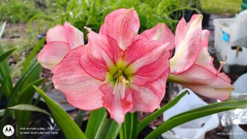 Amaryllis Seedling