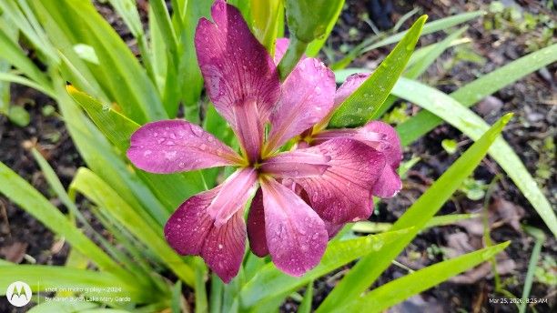 Pink Louisiana Iris seedlings Blooming