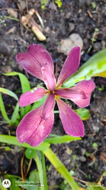 Pink Louisiana Iris seedlings Blooming