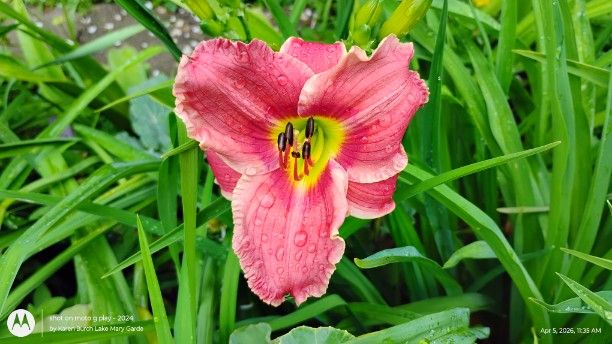 Pink daylily