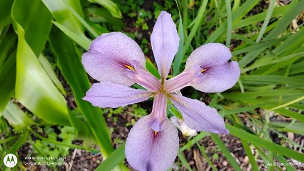 Lavender Louisiana Iris
