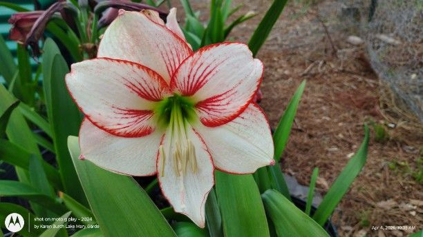 Amaryllis Seedling