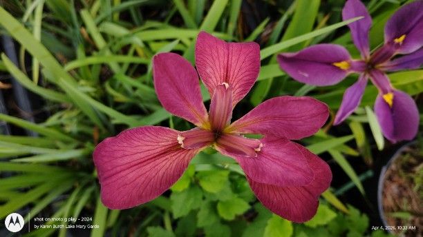 Louisiana Iris Pinkish with copper shadings