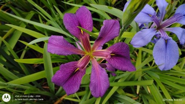 Purple Louisiana Iris