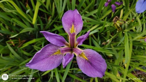 Purple Louisiana Iris
