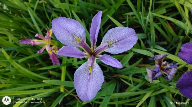 Lavender Louisiana Iris
