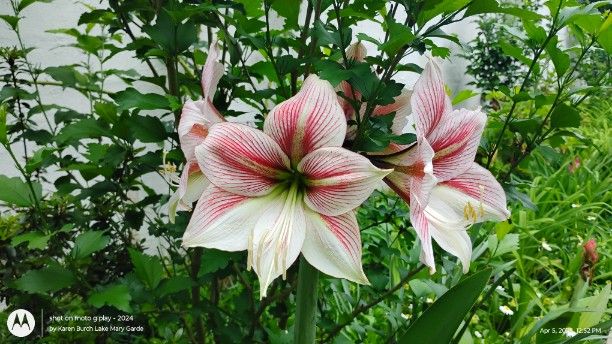 Amaryllis Glee in the garden