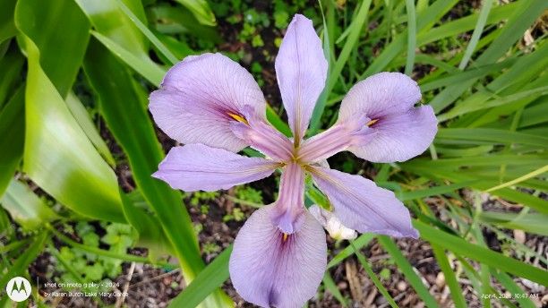 Lavender Louisiana Iris
