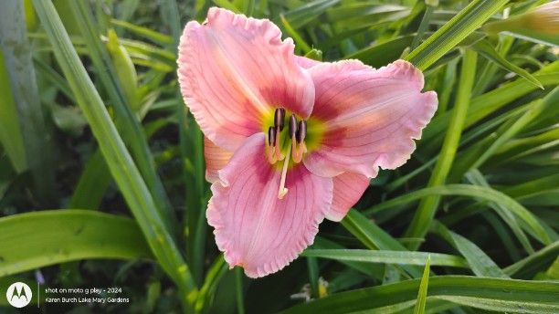 Pink daylily seedling
