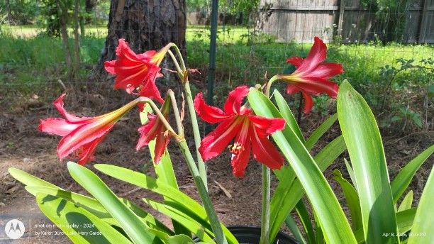 St. Joseph's Lily