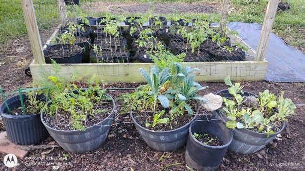 I got the clean up done and tomatoes planted