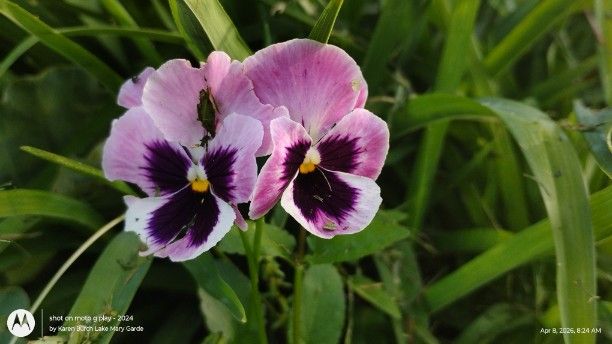 Pink and purple pansy