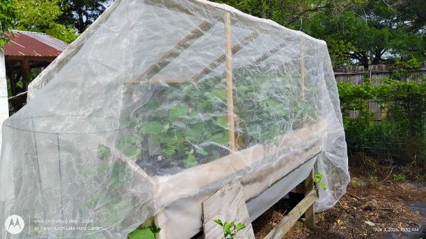 Turning cold frame into row cover for squash