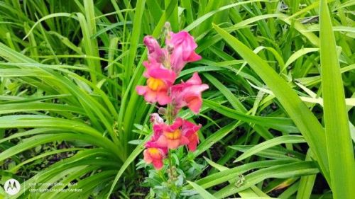 Snapdragon First Lady Mix