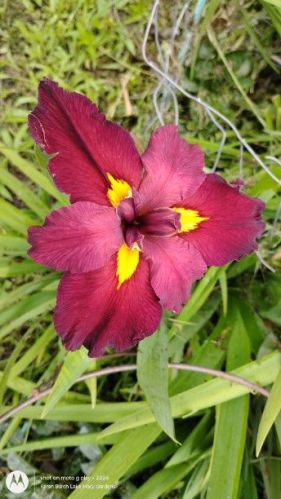 Anne Chowning Lousiana Iris