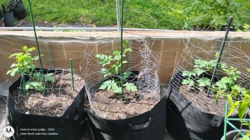 Giant Watermelon beginning to vine