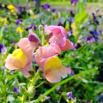 Snapdragon First Lady Mix