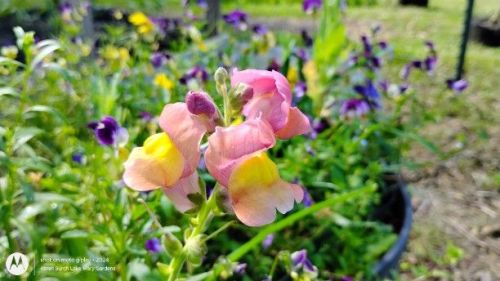 Snapdragon First Lady Mix