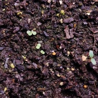 escheveria seedlings 2 weeks