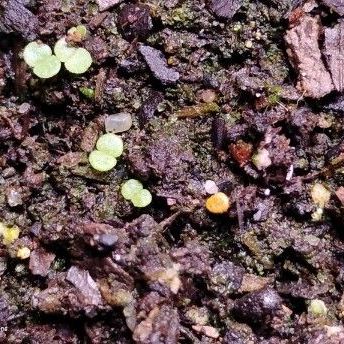 escheveria seedlings 2 weeks, super tiny