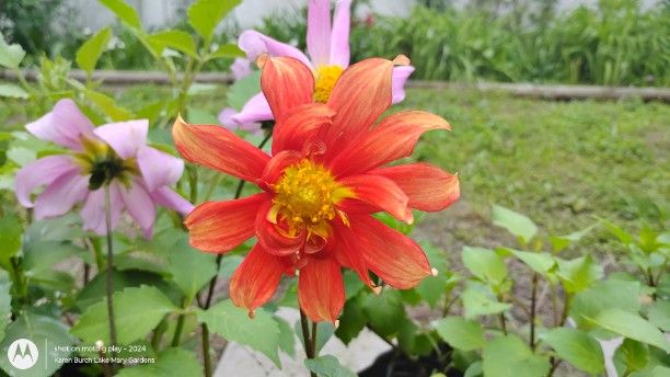 Orange and Pink Dahlia Seedlings