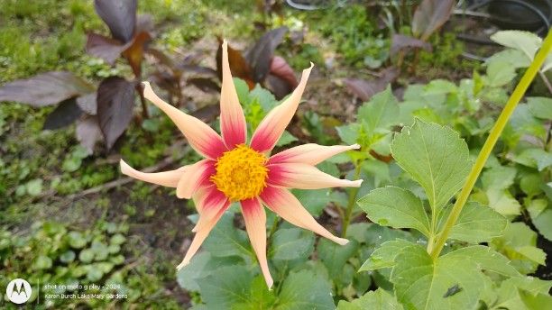 Dahlia Seedling peach with pink center star shaped