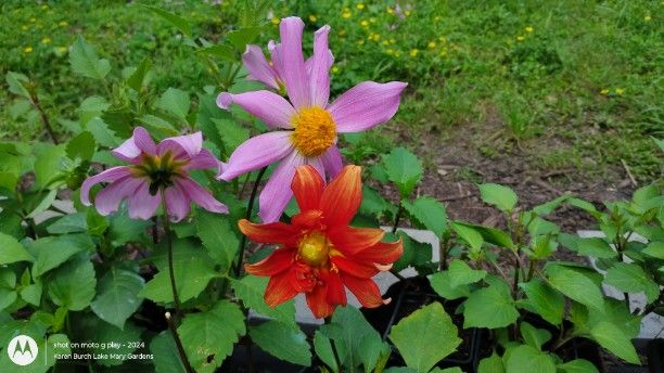 Orange and Pink Dahlia Seedlings