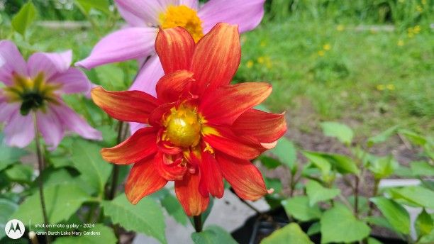 Dahlia Seedling Orange