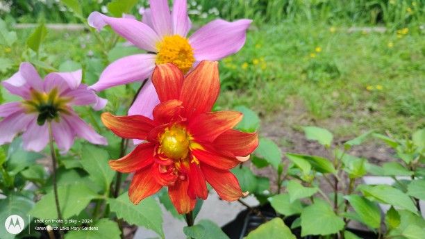 Orange and Pink Dahlia Seedlings