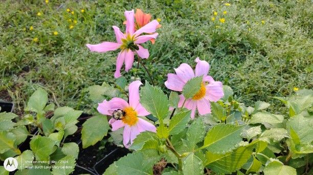 Dahlia Seedling peach with orange center star shaped