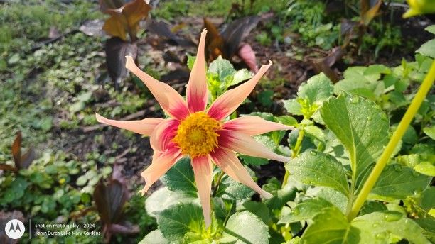 Dahlia Seedling peach with pink center star shaped