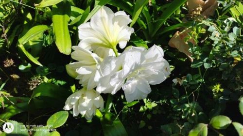 Mercedes Amaryllis in the flower bed