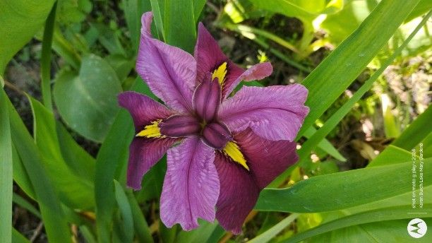 Anne Chowning Seedling Louisiana Iris