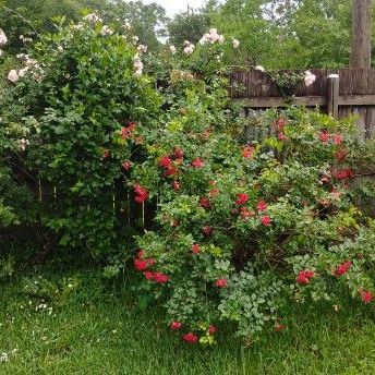 Scarlet Meidiland Rose and New Dawn