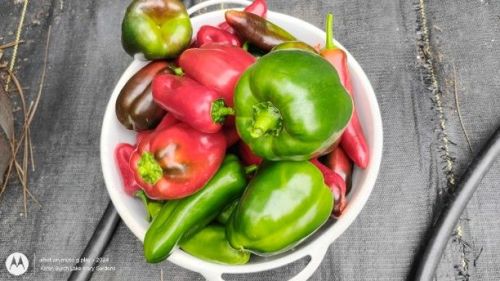 Bell Pepper Harvest