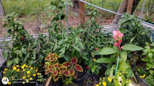 Bell Peppers in the container garden with coleus and marigolds