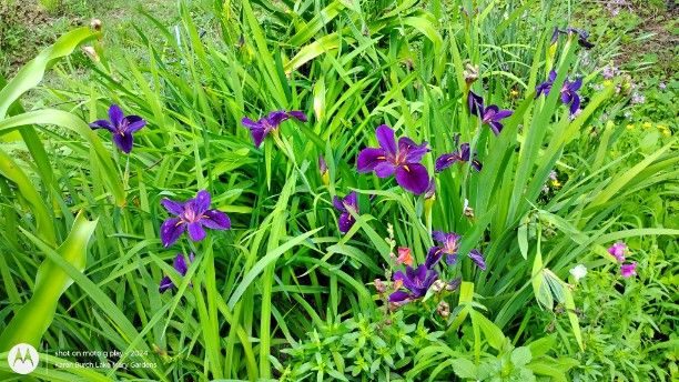 Purple Louisiana Iris