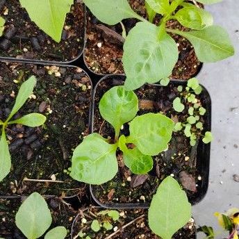 Dahlia seedlings from a flower farm
