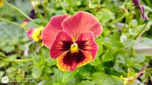 A sort of Rust colored pansy